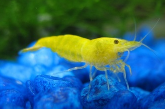 Golden Yellow Shrimps for freshwater aquarium